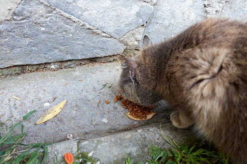 Feeding The Stray Cat