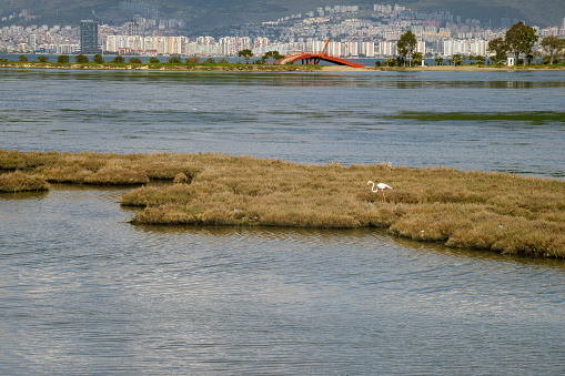 View of a flamingo near Inciralti quay, Izmir.