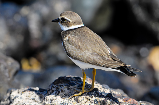 A small bird is standing on a rock. The bird is brown and white. The rock is gray and has a rough texture, real image