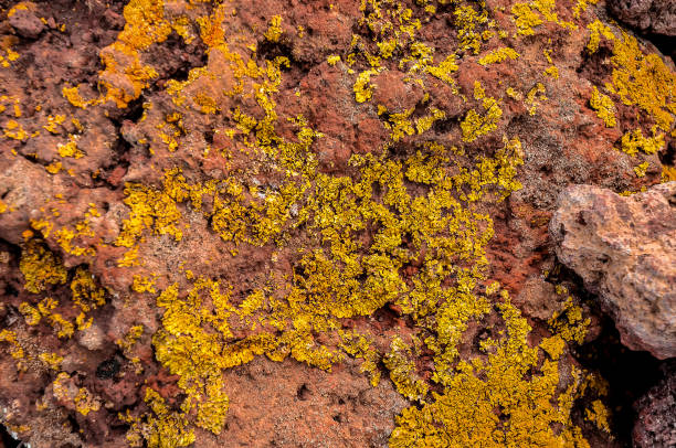 istock A rock covered in yellow moss 2151705235