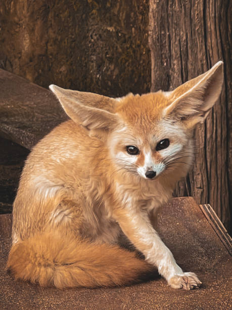 istock Fenech in the zoo close-up, wild animals in captivity 2151705400