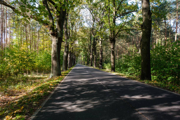 istock Driving on asphalt road through yellow autumn forest, Germany. 2151706354