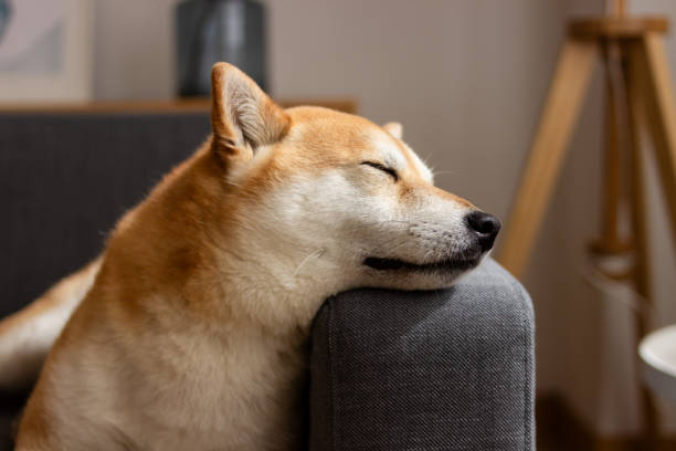 Peaceful shiba inu dog enjoys a nap, head resting on a soft armchair in a cozy home setting