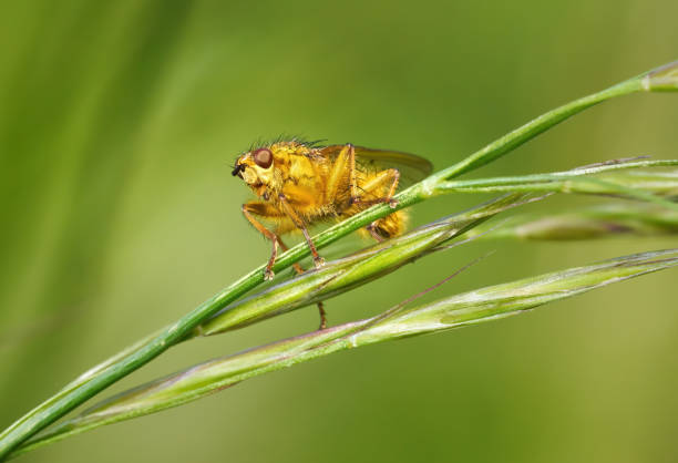 Yellow Dung Fly (Scathophaga stercoraria) sitting on a plant stem - Baden-Württemberg, Germany