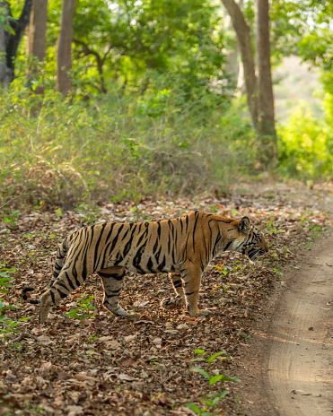 wild female tiger or panthera tigris showstopper crossing forest track or road while patrolling or territory stroll in natural green background bandhavgarh national park reserve madhya pradesh india