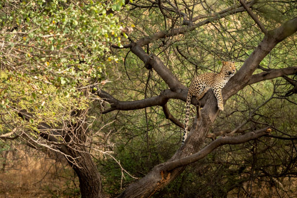 indian wild huge and large male leopard or panther or panthera pardus resting on tree trunk or branch scanning territory in natural scenic green background in evening safari at forest of india asia leopardo masculino salvaje indio enorme y grande o pantera o panthera pardus que descansa en el tronco del árbol o en el territorio de exploración de la rama en el fondo verde escénico natural en el safari nocturno en el bosque de la india asia