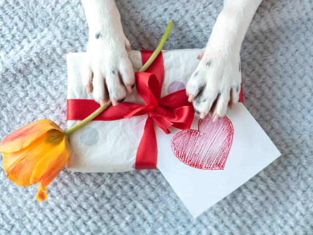 istock Beautiful gift box and dog paws. Close-up 2151708171