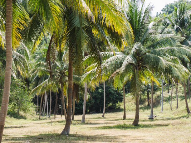 istock Bright palm trees. Sunny day. Close-up, outdoor 2151708297