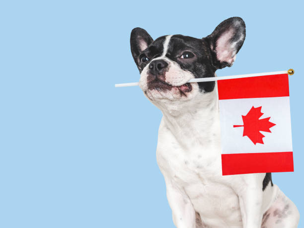 istock Cute puppy with Canadian Flag. Studio shot 2151708606