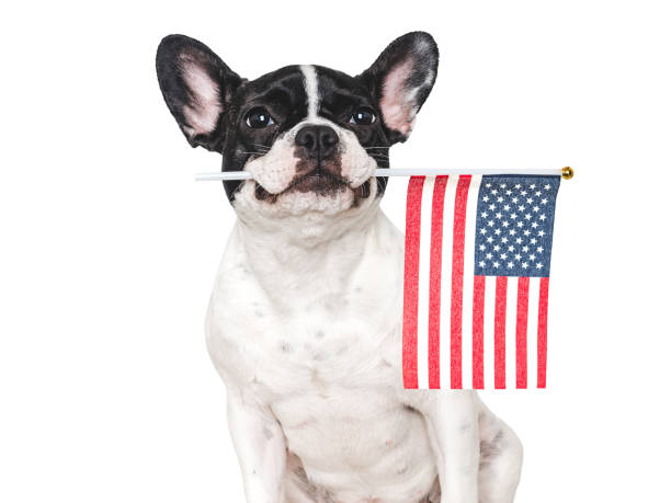 istock Lovable, pretty dog and American Flag. Closeup 2151708846