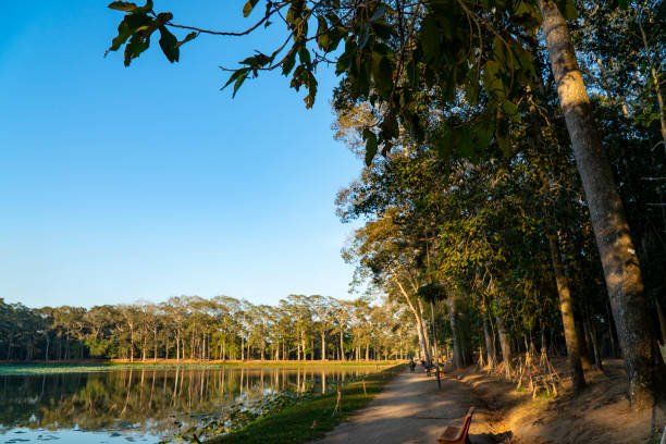 Ancient eucalyptus trees at Ba Om pond relic site, Tra Vinh province