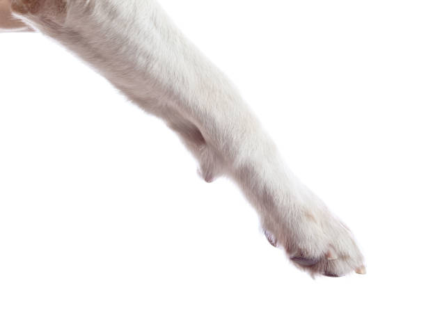 istock Paw of a dog  isolated on white . 2151710288