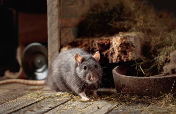 istock Rat in an old wooden barn. 2151710362