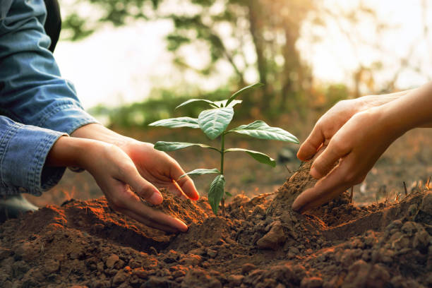 istock Two people are planting a tree in the dirt 2151710612