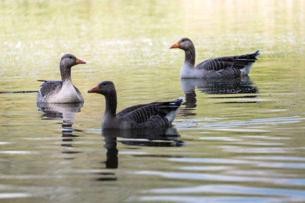 Three Greylag Geese on a lake in Suffolk England. The Greylag - Anser anser - is the largest of the wild geese native to the UK.