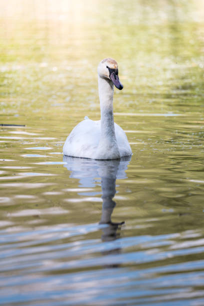 Mute Swans spend alot time gliding along on the water, they feed by grazing on underwater vegetation. This is a Juvenile bird swimming on it's own on a lake is Suffolk England.