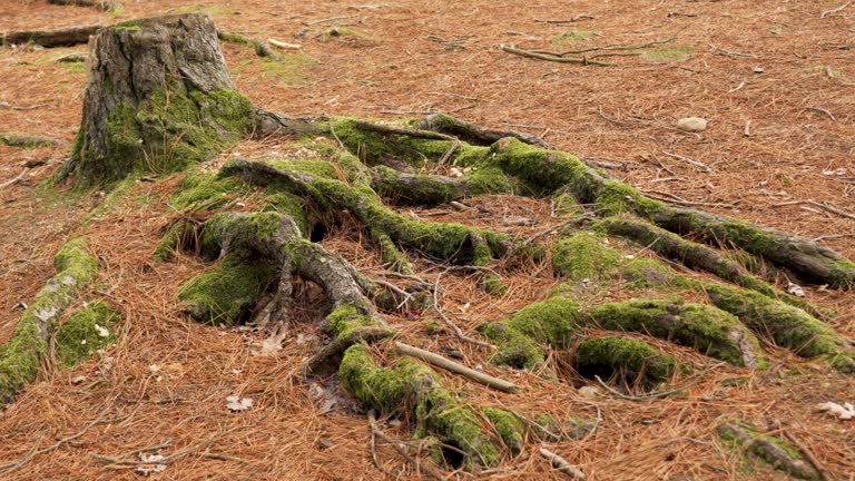 Ancient pine roots of a fallen coniferous tree in moss and fallen brown needles. Ecological problems and deforestation concept