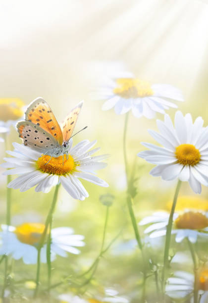 Butterfly sit down to daisies