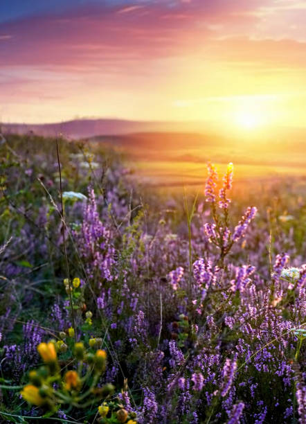 istock Warm atmospheric background image of a wild meadow on a summer evening. 2151712020
