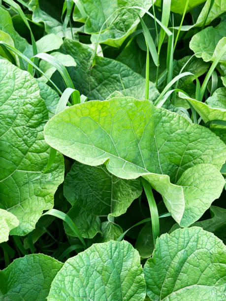 istock Green burdock leaves grow in the forest 2151712860
