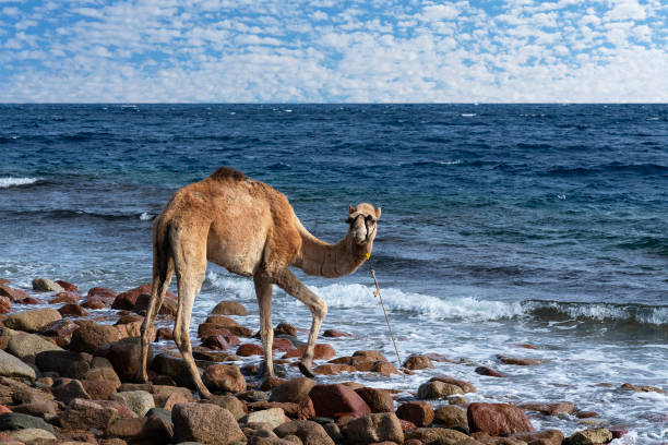 istock Young camel near Red sea 2151713350