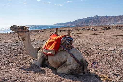 Camel laying on Red sea sand beach in Abu Galoum national park, Egypt