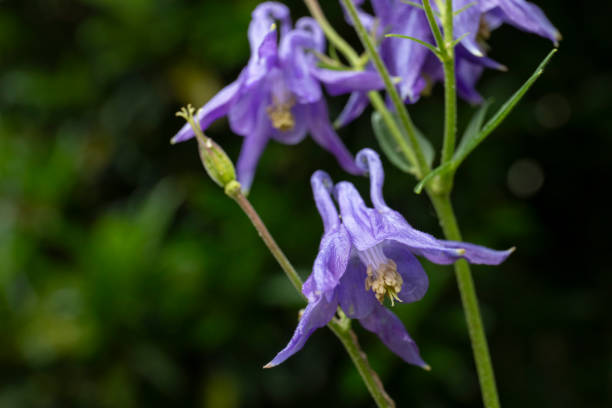 istock colorado columbine 2151714543