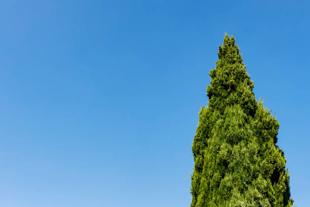 Cypress tree against a blue sky in Italy, Europe