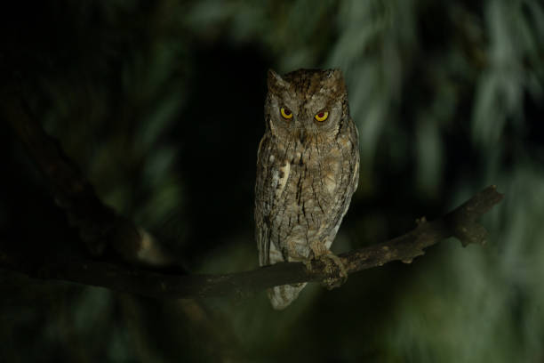 Otus scops