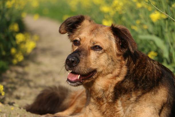 Cute mixed breed German Shepherd lies in a sandy path in the rapeseed field