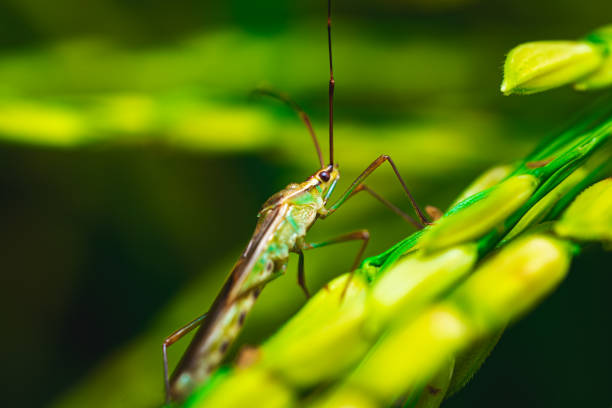 Green Leptocorisa insects perched on rice stalks. The close-up view captures the vibrant and detailed features of the insect, including its antennae and legs