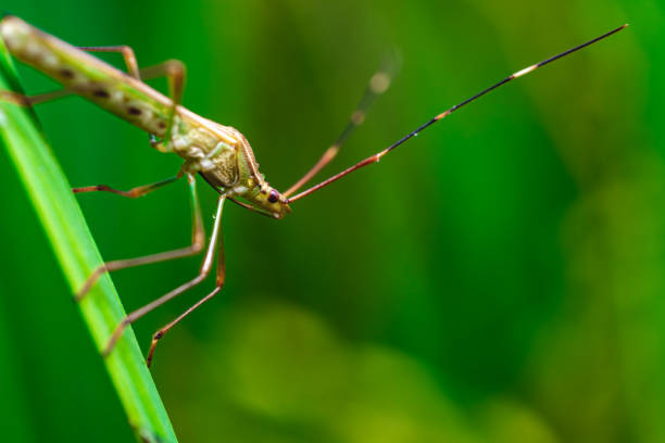 A colorful young American assassin bug just caught a beetle from the subfamily Bruchinae for lunch