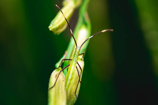 stinkbug on green leaf in the wild