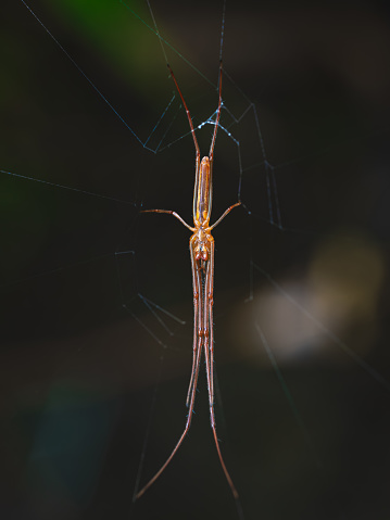 View from below spider with intricate silk threads, poised on its gossamer web against. Its eight legs exhibit detailed markings, and it lurks as a patient hunter in its natural habitat
