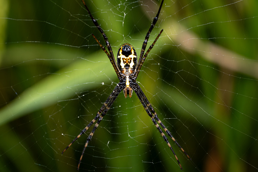View from below spider with intricate silk threads, poised on its gossamer web against a green backdrop. Its eight legs exhibit detailed markings, and it lurks as a patient hunter in its natural habitat. The nocturnal arachnid relies on vibrations sensed through its sensory organs to ambush prey.