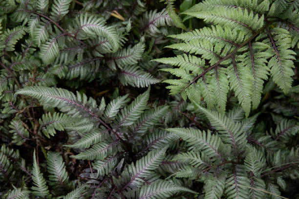 istock Japanese painted fern 2151717627