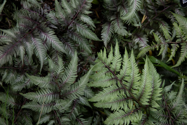 istock Japanese painted fern 2151717628