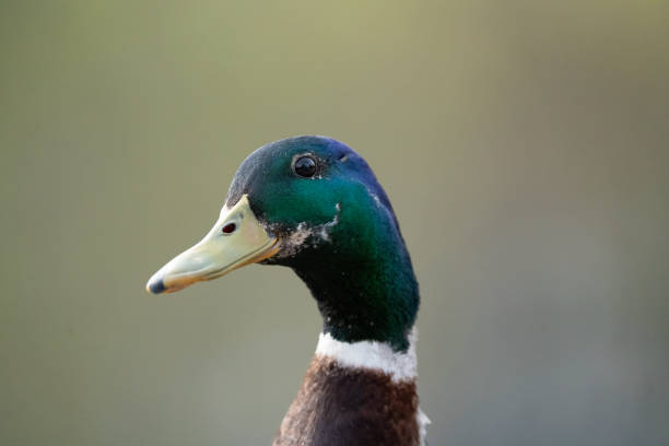 istock green-necked duck, close-up portrait 2151718645