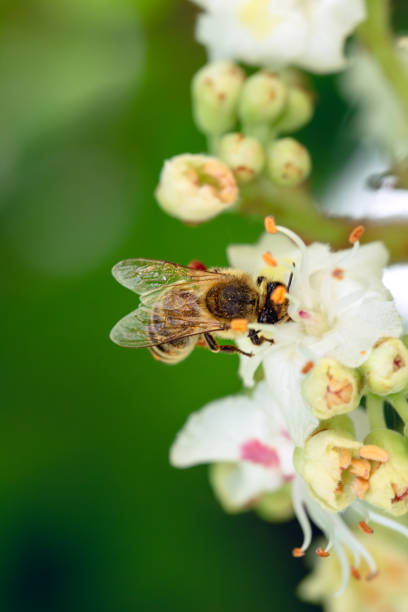 istock honey bee collects pollen nectar on a white pink chestnut flower 2151719513