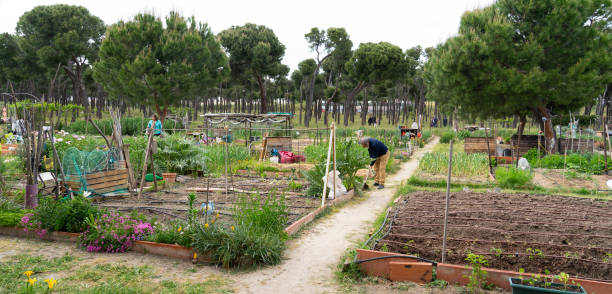 istock Urban community garden with people working in it 2151721165