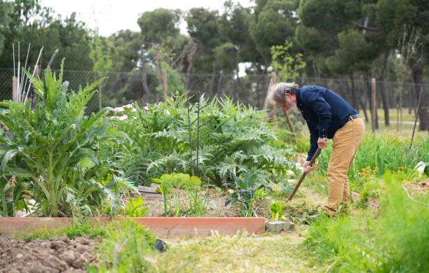 istock Gray-haired man over 60 years old working in the garden 2151721171