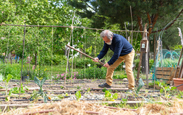 istock Elderly man working in an organic garden 2151721196