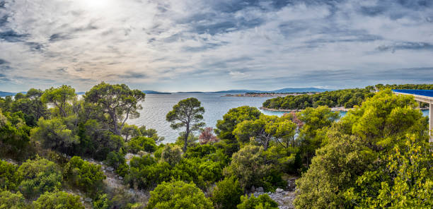 Strong trees on the beautiful coast of Croatia, clear open sea. Adriatic Sea, Croatia