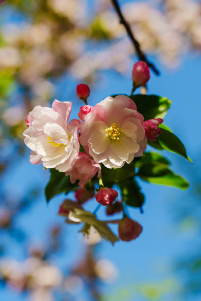 Malus, or M. micromalus Makino, is a widely planted tree in parks in China, which is famous of its beautiful flowers blooming in spring with various colors, such as pink, red and white, etc.