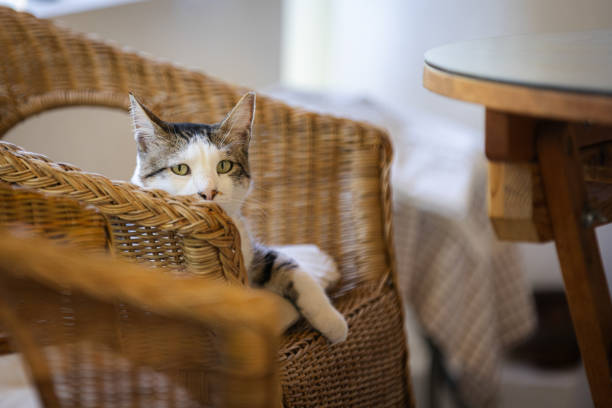 Cat is lying on chair in balcony a home.