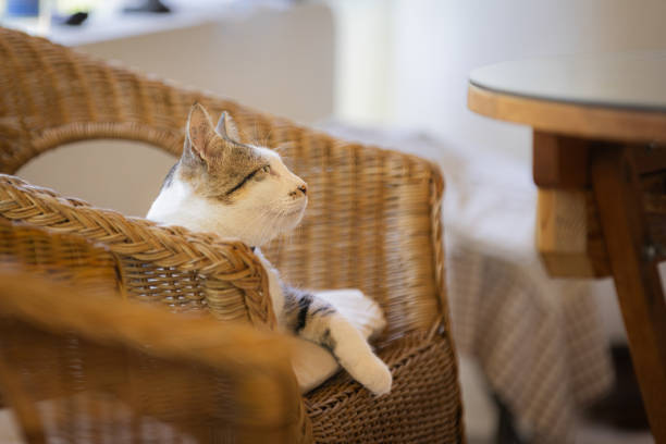 Cat is lying on chair in balcony a home.