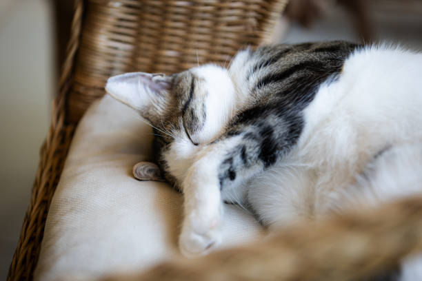 istock Domestic cat is sleeping on chair. 2151724283