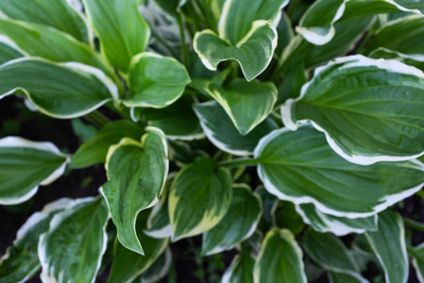 Background from variegated hosta leaves, close-up. Plantain lily bush for publication, poster, screensaver, wallpaper, postcard, banner, cover, post. High quality photography