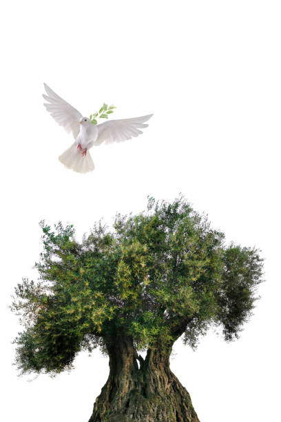istock olive tree and white dove flying with olive branch in its beak isolated on white background 2151724762