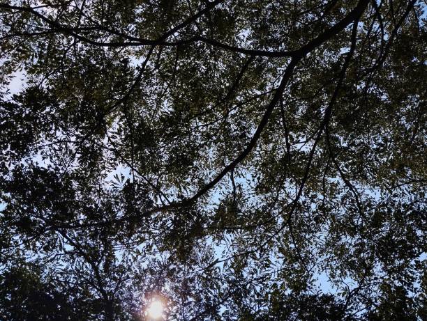 istock The sunlight from between the leaves is very beautiful 2151725776